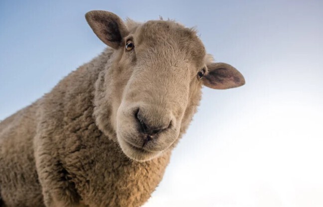 Haute-Garonne : Chats, moutons, canards... Les gendarment exfiltrent une centaine d'animaux maltraités d'une ferme