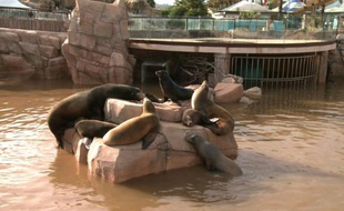 Des otaries du Marineland d'Antibes (France) pataugent dans une eau trouble, le 4 octobre 2015, quelques heures après les violentes intempéries, qui ont provoqué des inondations sur la Côte d'Azur