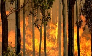 Deux personnes ont été arrêtées dans le cadre de l'enquête sur les feux à l'origine d'incendies meurtriers dans le sud-est de l'Australie, a annoncé jeudi la police qui a confirmé qu'au moins un feu avait été délibérément déclenché.