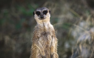 Le suricate serait le mammifère le plus meurtrier.