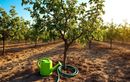 Pourquoi vos jeunes arbres fruitiers reprennent mal en août : l’astuce d’arrosage qui fait toute la différence pour un verger réussi avant l’automne