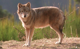 Le préfet de Lozère autoris le "tir de prélèvement renforcé" d'un loup sur le causse Méjean, où 12 attaques de troupeaux ont eu lieu en 2016, dont sept depuis début juin