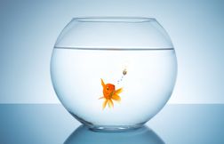 Est-il vrai que les poissons rouges n’ont pas de mémoire ?