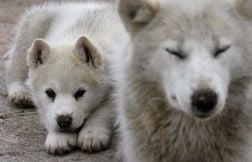 Un chiot sauve 67 personnes d’un glissement de terrain en Inde