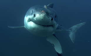 Un requin blanc (illustration).