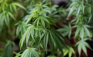 Le mis en cause a assuré avoir cultivé du cannabis pour ses seuls besoins personnels.