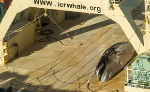 L'ONG Sea Shepherd dit avoir photographié cette baleine morte sur un navire japonais dans le Australian whale sanctuary, où toute chasse à la baleine est interdite.