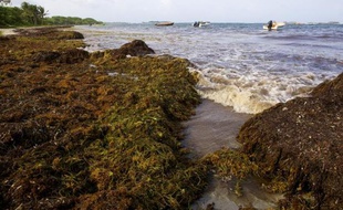 Photo prise le 28 juillet 2011 sur la plage de la commune de Saint-Anne, d'algues sargasses envahissant les côtes de la Martinique