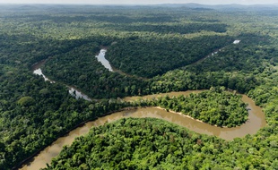 L'Amérique du sud, et notamment l'Amazonie, concentrent une majorité des décès.