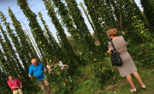 Culture de houblon à Bailleul
