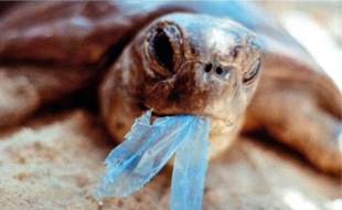 Le film « Les Océans de plastique » dénonce la pollution des mers et l'effet du plastique.