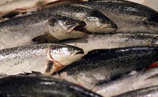 Les ministres européens de la pêche ont convenu jeudi d'une réduction en 2014 des prises de saumons autorisées en mer Baltique, un effort jugé toutefois insuffisant par WWF pour sauvegarder cette espèce.