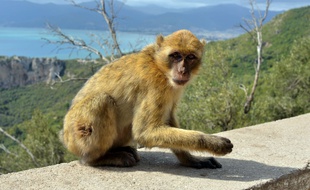 Un macaque de barbarie (Illustration).