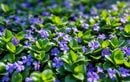Seule solution pour garder votre jardin frais sous la canicule : planter ce couvre-sol robuste et sans arrosage