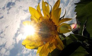 Un tournesol à Absam, Autriche, le 24 juin 2010.