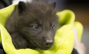 Les deux nouveaux-nés sont des loups noirs du Canada, la même espèce que Fenrir, né en 2018
