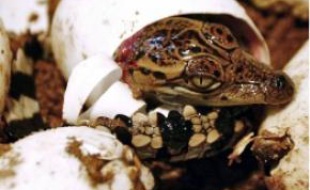 Le cri du bébé croco s'écoute remixé.
