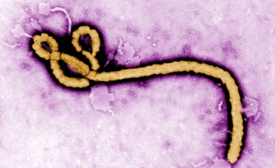 Le virus Ebola