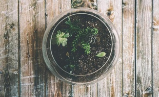 Terrarium vu de haut