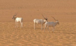Des antilopes addax, sur une photo fournie par l'Union internationale pour la conservation de la nature (UICN)