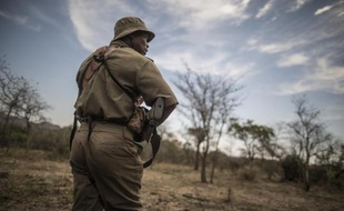 Un garde-chasse du parc naturel sud-africain Kruger, le 12 septembre 2014