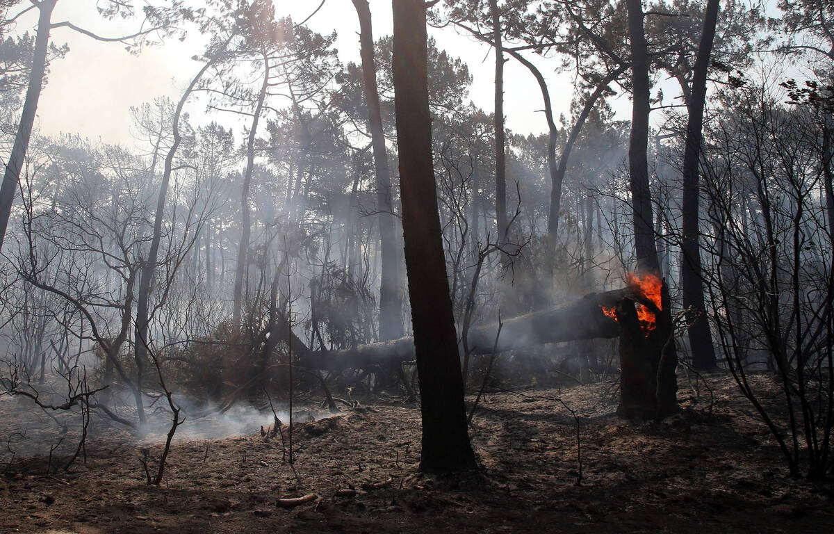 Feux de forêt Plus de 47.000 hectares brûlés depuis le début de l