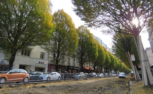Quatre arbres ont déjà été abattus le long de l'avenue Janvier à Rennes.