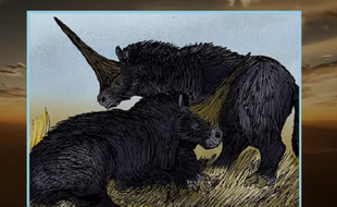 Les scientifiques se sont appuyés sur les fragments de crâne de l'animal retrouvés au nord-est du Kazakhstan.