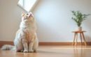 Il fixe le plafond pendant des heures… Et si votre chat voyait quelque chose que vous ne voyez pas ?