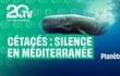 Planète C - Cétacés : Silence en Méditerranée