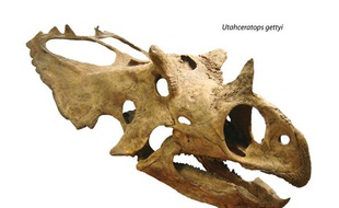 Mis au jour aux Etats-Unis, l'Utahceratops possèdait cinq cornes et vivait il y a 76 millions d'années