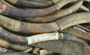 Deux trafiquants gabonais d'ivoire ont été interpellés à Libreville avec "206 kg d'ivoire issus du braconnage de 21 éléphants gabonais" abattus, a annoncé mercredi l'ONG Conservation Justice