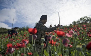 Les forces de sécurité au Guatemala ont détruit plus de 80 millions de plants de pavot près de la frontière avec le Mexique, portant un coup aux trafiquants de drogue dans la région