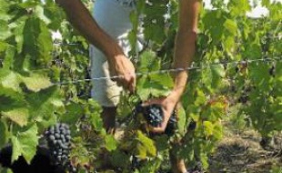 Les viticulteurs les plus impactés ont prévu de ne même pas vendanger.