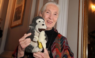 Jane Goodall en 2011.
