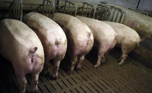 Un élevage de porc.