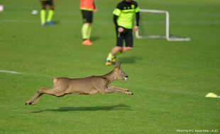 La biche a traversé le terrain d'entraînement ce mardi matin.