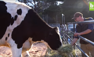 Screenshot. La vache Danniel, mesurant 1m 95 de haut