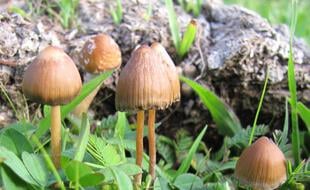 Des Psilocybe mexicana photographiés à Guadalajara, Jalisco, Mexique.