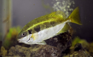 Un poisson-lapin à queue tronquée, en juillet 2008, dans un aquarium du Parc marin de la Côte Bleue à Carry-le-Rouet