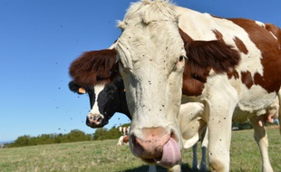 Une vache, de face. (illustration)