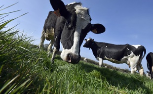 La Loire-Atlantique est le premier département bio en lait (ici au Bignon, près de Nantes).