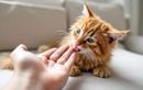 Pourquoi votre chat se met soudain à vous lécher la main : ce geste cache-t-il un besoin d’attention ou de réassurance ?