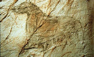 Un des chevaux de la grotte Cosquer