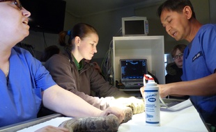 Dans la clinique vétérinaire, le docteur Chai procède à une échographie duserpent