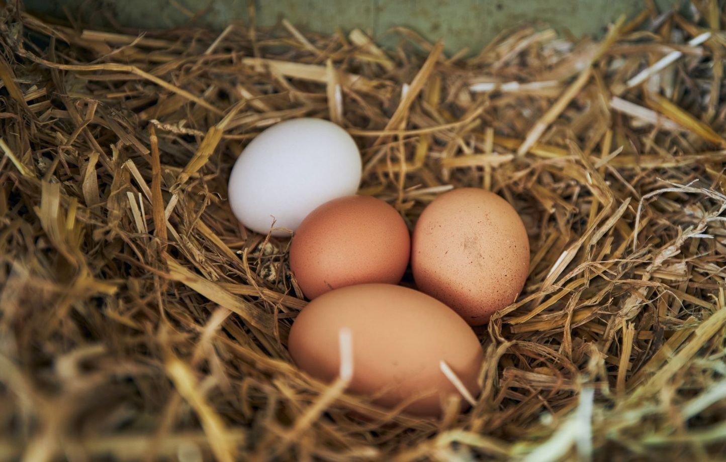 Des oeufs de poules (illustration)