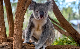 Le koala est une espèce menacée en Australie.