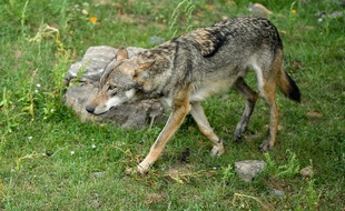 Un loup gris marche dans son enclos au parc animalier Pairi Daiza à Brugelette, dans l'ouest de la Belgique, le 15 août 2019.