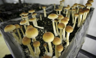 Des champignons hallucinogènes aux Pays-Bas.