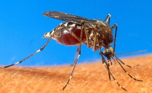Le moustique aedes aegypti est le principal vecteur du virus de la dengue
